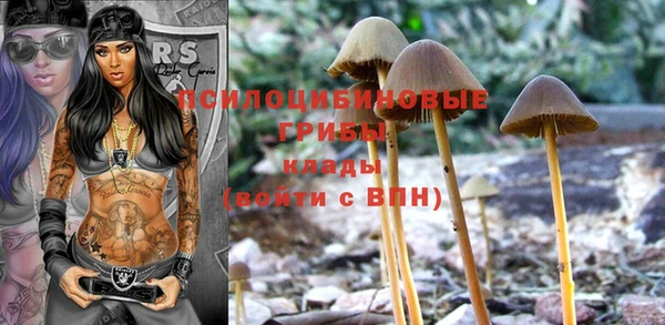 гашик Зерноград