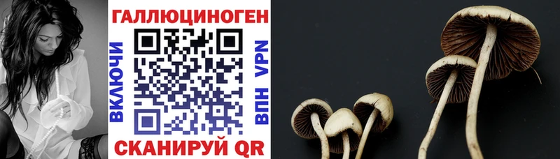 Купить  Гаджиево  Галлюциногенные грибы Cubensis 